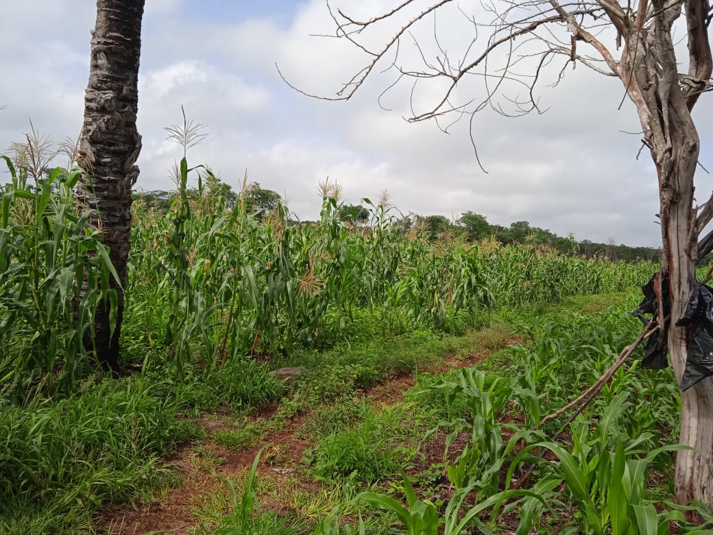 Para conmemorar el día del maíz