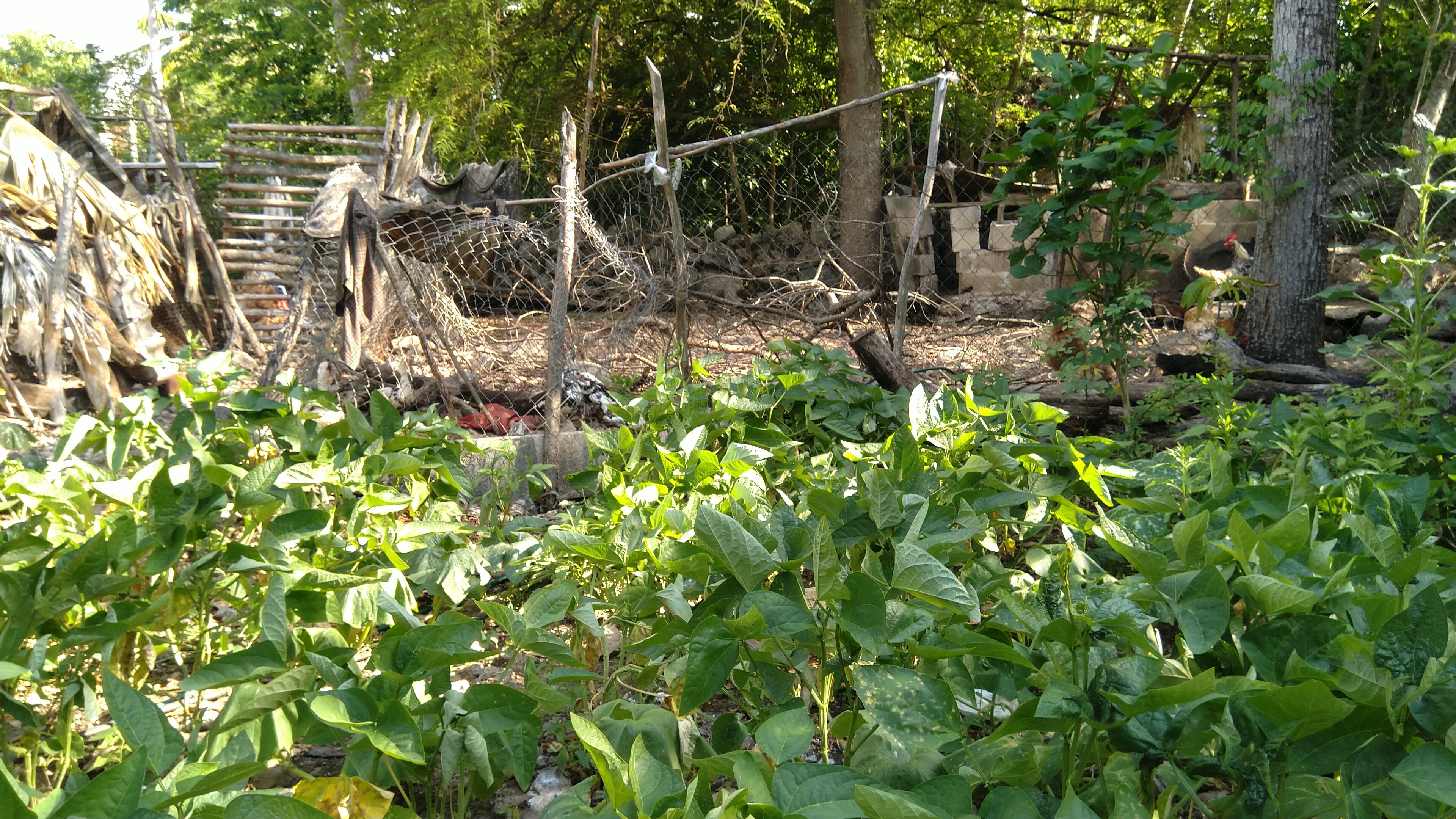 Acercándonos a los medios de vida