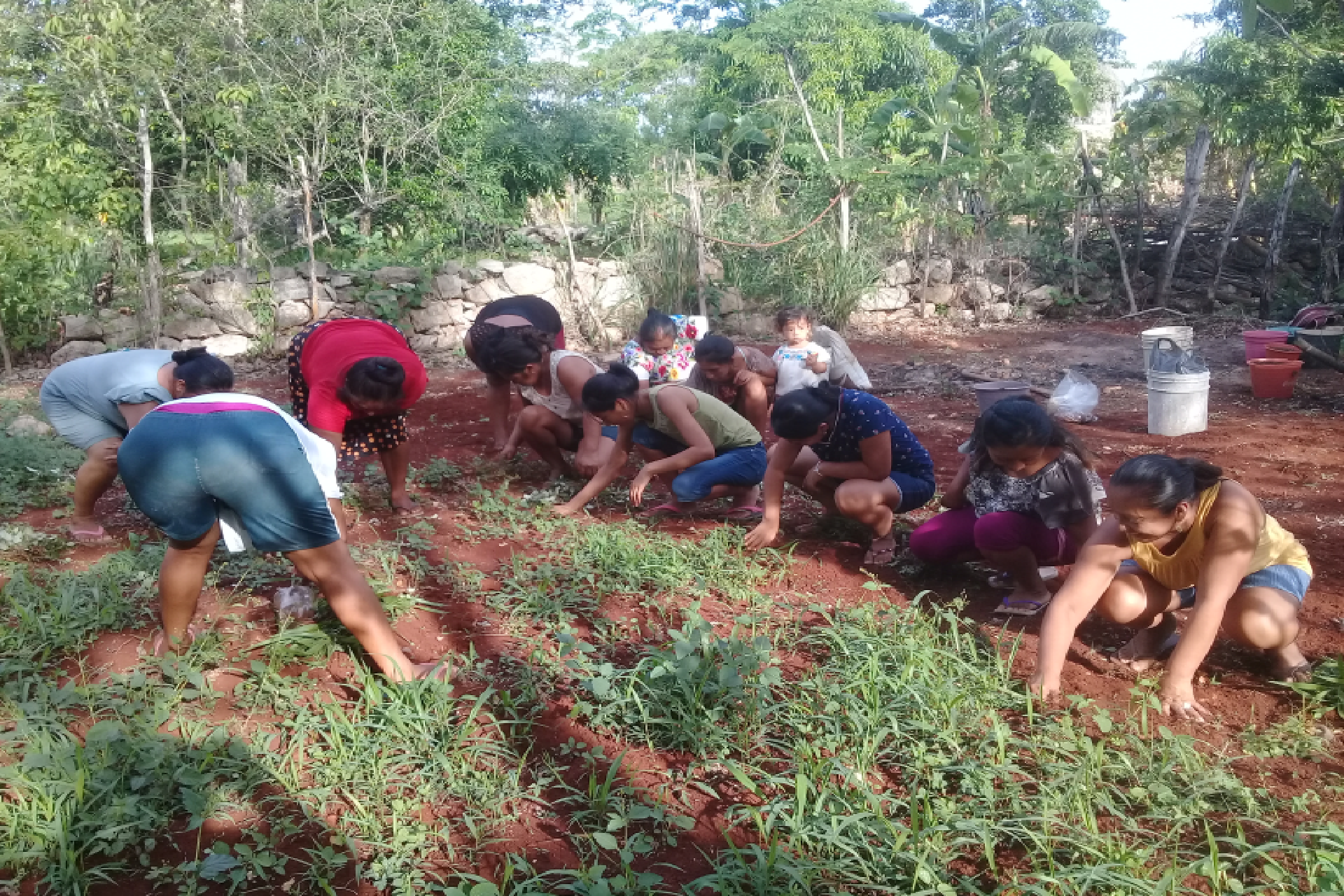 Escuelas de campo: estrategia para fortalecer la seguridad alimentaria